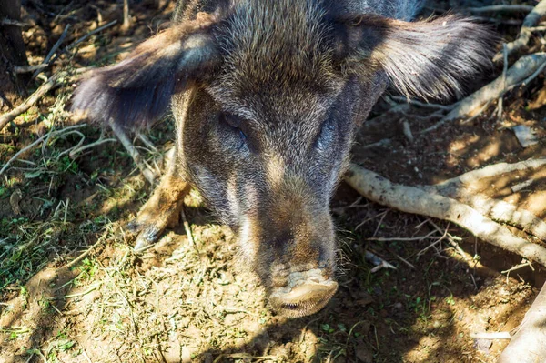 Large Adult Wild Boar Close Forest Search Food Dangerous Wild — Stock Photo, Image