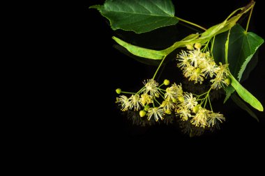 Ihlamur çiçekleri ve yapraklar izole edilmiş siyah bir arkaplanda. İlaç bitkileri genellikle soğuk algınlığı için çay yaparlar..