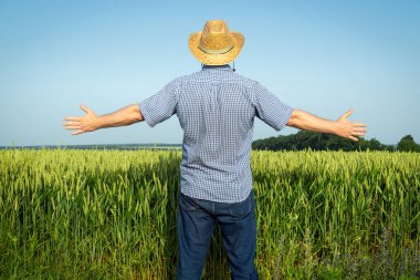 Kıdemli çiftçi buğday tarlasını teftiş ediyor. Kaldırılan eller iyi bir hasat sembolü..