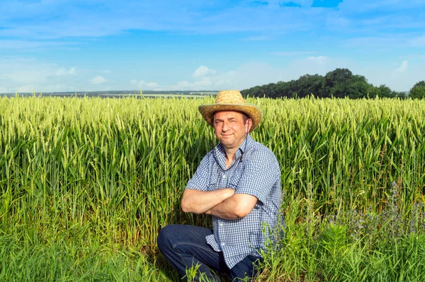 晴れた日に収穫を調べる小麦畑に立つ上級農学者 プランテーションケアのアイデア — ストック写真