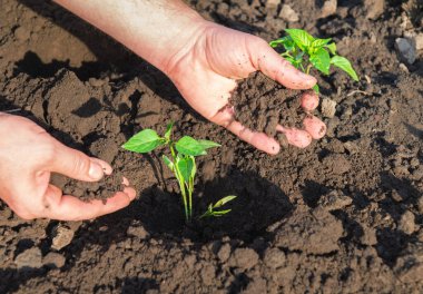 Kırmızı biber fidelerinin yaz ya da bahar ekimi. Topraktaki fidanla insan eli ilgileniyor. Yaz bahçesinde güneşli bir günde yeni filizlenen