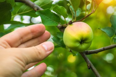 Elin bir meyve ağacının dallarına uzanıp olgun elma topluyor. Yaz ya da Sonbahar Hasat Fikri