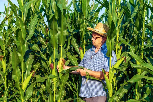 帽子をかぶっている農家は収穫前に背の高いトウモロコシの収穫をチェックする 現場の農学者 — ストック写真