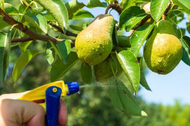 Yaz bahçesi bakımı. Ağaçlara çalı çırpı serpmek. Armut meyvelerini hastalıklar ya da haşereler için tedavi etmek