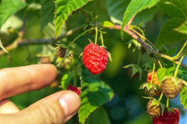 Ahududu hasat ediyorum. Çiftçi, bahçede organik ahududu topluyor. Kırmızı böğürtlen