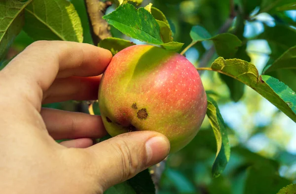 Harvesting apples in the garden. Farmer hand picks a ripe red apple from a branch