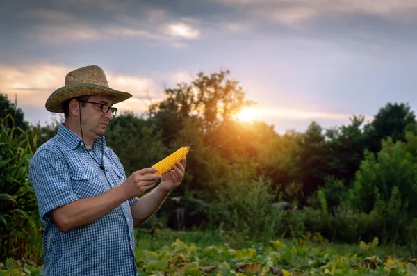 上院議員農家は日没時に野菜園のトウモロコシの収穫を検査します 農学者の手にトウモロコシの熟したスイング — ストック写真