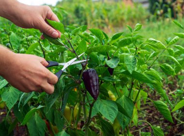 Çiftçi iyi bir hasat için filizleri biberlere makasla keser. İş sırasında bir ziraatçinin ellerine yakın çekim. Bahçedeki dolmalık biberi önemsiyorum..