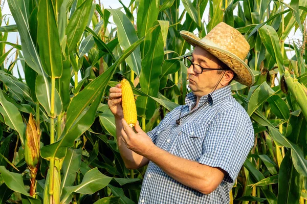 上院議員農家は野菜園のトウモロコシの収穫を検査します 農学者の手にトウモロコシの熟したスイング — ストック写真