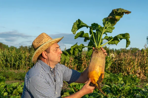 上級農家は野菜園で大きなビートを手にしています 大規模な作物を収穫する前にチェック — ストック写真