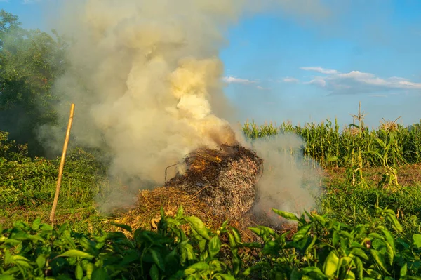 Feu Dans Jardin Les Mauvaises Herbes Brûlent Après Récolte Entretien — Photo