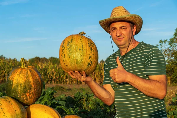 The agronomist holds in his hand a large pumpkin in the garden at sunset. A raised thumb symbolizes a good harvest. Preparing to celebrate halloween