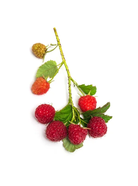 成熟的红色树莓的枝条 许多树莓 叶子在白色背景上被隔离 — 图库照片