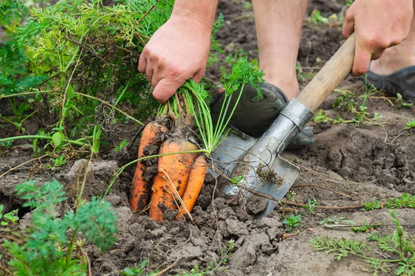 Collecting Carrots Garden Village Close Body Part Gardener Shovel Work — Stock Photo, Image