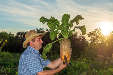 Çiftçi sebze bahçesinde elinde büyük bir pancar tutuyor. Büyük bir mahsulü toplamadan önce kontrol ediliyor..