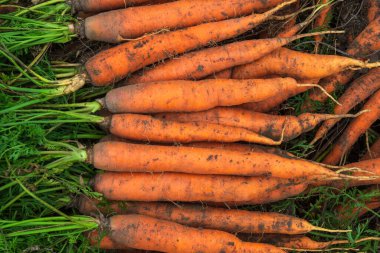 Yeşil uçlu bir avuç turuncu havuç. Hasattan sonra olgun havucun arka planı. Metin için alanı olan seçici odak.