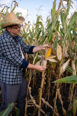 A farmer examines a ripe ear of corn in a field. The sun is setting, casting a warm light over the corn plants. The farmer wears a straw hat and casual clothing.