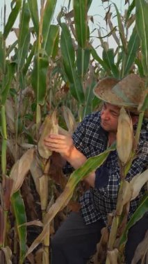 A farmer inspects corn ears in a field. Surrounded by tall plants, he wears a straw hat and focuses on the ripening crops under a clear sky.