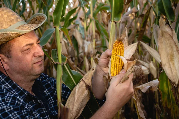 A farmer inspects an ear of corn among tall plants in a golden field at sunset. The warm light highlights the ripeness of the corn, signaling the harvest season's arrival.