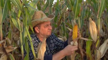 A farmer is carefully harvesting ripe corn in a golden field as the sun sets, showcasing the hard work and dedication involved in agriculture during late summer.