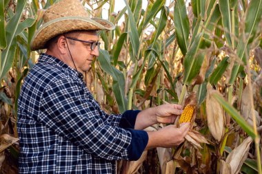 Hasır şapkalı bir adam tarlada mısır tarlasını inceliyor. Ekose bir gömlek giyiyor ve öğleden sonra güneşinin altında uzun yeşil mısır bitkilerinin arasında duruyor..