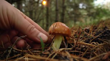 Bir insan sakin bir ormanda çam iğneleri arasında büyüyen küçük bir mantara nazikçe uzanır. Benekli güneş ışığı ağaçların arasından süzülerek rahatlatıcı bir atmosfer yaratıyor..