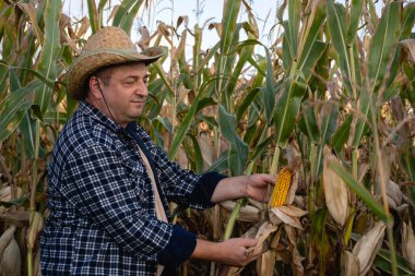 Ekose gömlek ve hasır şapka giymiş bir çiftçi sıcak bir günbatımında tarlada olgun mısır kulakları hasat eder. Sahne, kırsal yaşamın özünü ve hasat mevsimini yakalıyor..