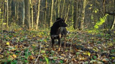 Renkli sonbahar yapraklarıyla dolu bir ormanda siyah bir köpek tetikte bekliyor. Güneş ışığı ağaçların arasından süzülerek doğada sakin bir atmosfer yaratır..