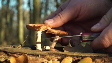 Bir insan, yemyeşil bir ormanda düşen bir kütükte dikkatlice mantar kesiyor. Parlak sonbahar yaprakları zemini kaplıyor ve güneş ışığı ağaçların arasından süzülerek güzel bir manzara yaratıyor..