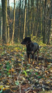 Uzun ağaçlarla çevrili bir ormanda, düşen yaprakların arasında siyah bir köpek duruyor. Güneş ışığı dalların arasından parlar ve dingin bir atmosfer yaratır. Sahne sonbaharda doğanın güzelliğini yakalar..