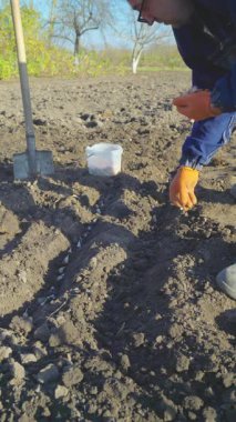 Eldivenli bir bahçıvan iyi hazırlanmış bir sıra toprağa sarımsak tohumu eker. Gün ışığı parlıyor, bahçeyi kurarken alınan özeni vurguluyor. Etrafındaki ağaçlar huzurlu bir kırsal alana işaret ediyor..