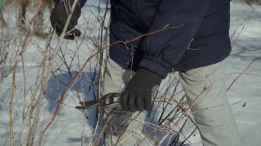 Kışlık giysiler içindeki bireylerin elinde budama makası vardır, karlı bir ortamda aktif olarak dalları budarlar, kışın açık havada bahçe işlerini vurgularlar.