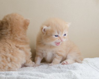 Sevimli küçük gri kedi kanepede yalan
