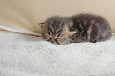 Sevimli küçük gri kedi kanepede yalan