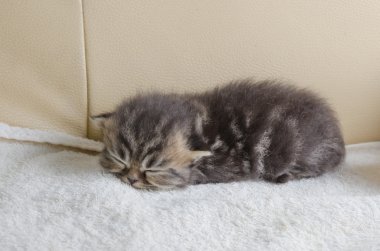 Sevimli küçük gri kedi kanepede yalan