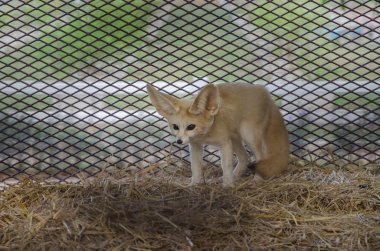 Yatağının üzerinde dinlenme rezene tilki