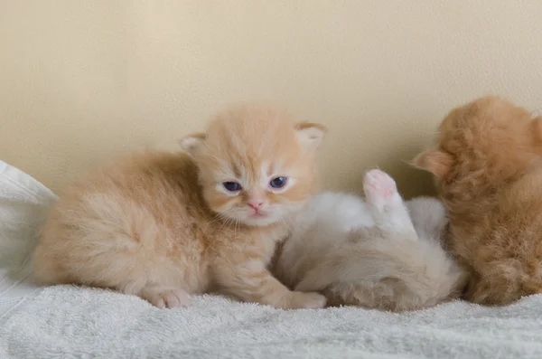 Cute little kitten lying on sofa — Stock Photo, Image