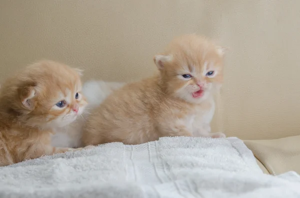 Lindo gatito gris acostado en el sofá — Foto de Stock