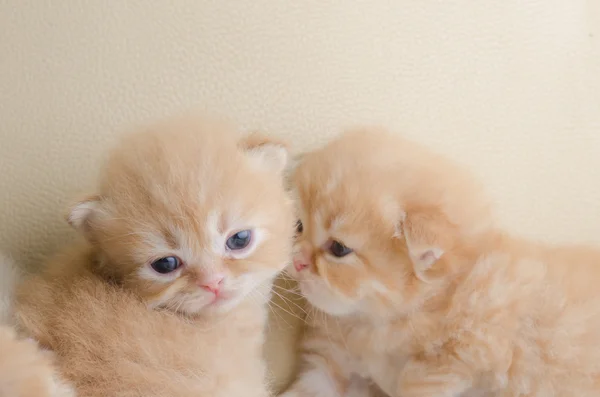 Lindo gatito gris acostado en el sofá — Foto de Stock