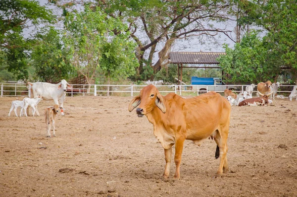Asiatique lignée vache à la ferme — Photo