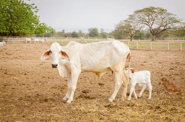 Asijské linie kráva ve farmě — Stock fotografie