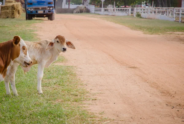 Vaca de linhagem asiática na fazenda — Fotografia de Stock