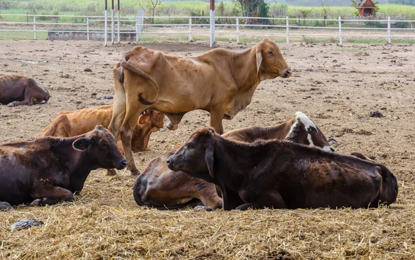 Vaca de linhagem asiática na fazenda — Fotografia de Stock