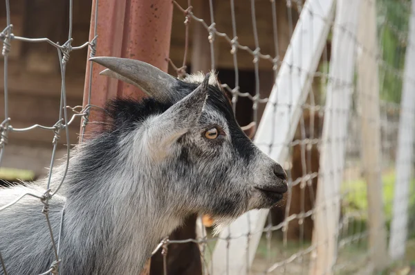 Cabras pigmeu na frente de uma cerca de aço — Fotografia de Stock