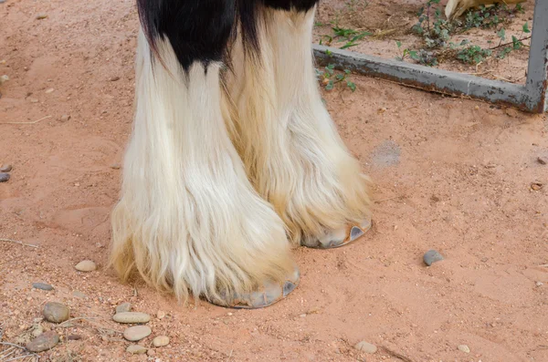 Detail nohy, cikánské vanner horse. — Stock fotografie