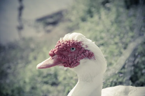 Close up of a muscovy duck head — Stock Photo, Image