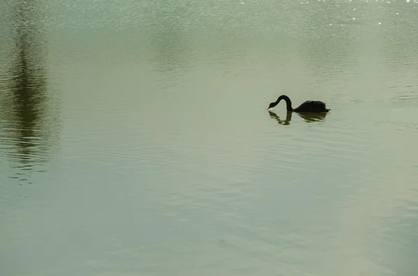 호숫가의 검은 백조 — 스톡 사진