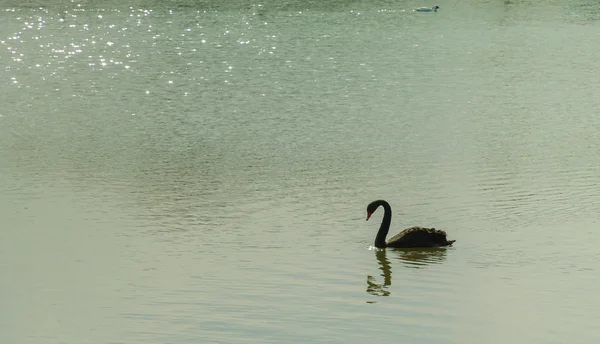 Cisne negro en el lago —  Fotos de Stock