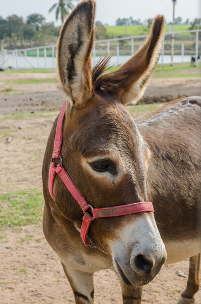 portrait of a donkey.