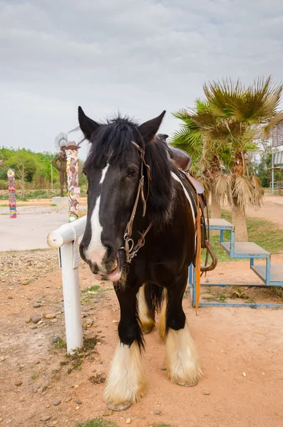 Cheval de bannière tzigane — Photo